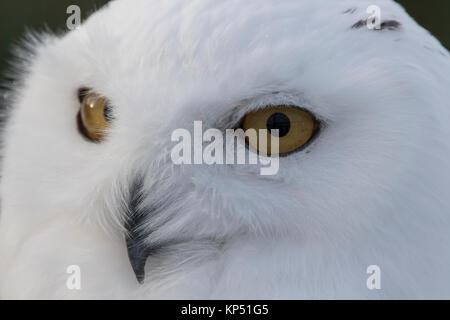 Snowy Owl, Bubo scandiacus, Nahaufnahme, Porträt von Gesicht und Auge Detail im Winter in Schottland. Stockfoto