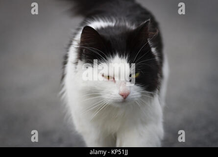 Met dieses schöne Beispiel für eine Norwegische Waldkatze mit schönen gelben Augen, während Sie einen Spaziergang in der Natur mit meiner Kamera und meinem Teleobjektiv. Stockfoto