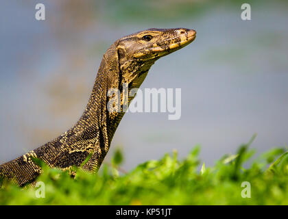 Es verwendet eine Menge Warane in Lumphini Park in Bangkok zu sein. Einige von Ihnen sind vermutlich immer noch da, aber die meisten wurden entfernt. Stockfoto
