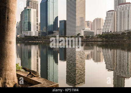 Waran genießt die ruhigen Wasser im Park in der Nähe von Benjakiti Asok im Zentrum von Bangkok. Diese echsen können in der Nähe von Wasser in Thailand gesehen werden. Stockfoto
