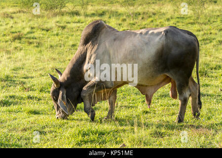 Brahman Bull in Martinique, Karibik Stockfoto