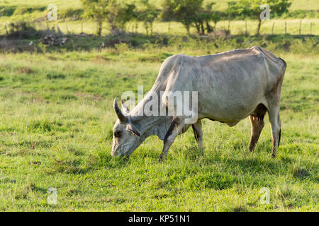 Brahman Kuh in Martinique, Karibik Stockfoto