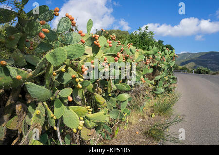 Feigenkaktus (Opuntia ficus-indica), Olbia-Tempio, Gallura, Sardinien, Italien, Mittelmeer, Europa Stockfoto