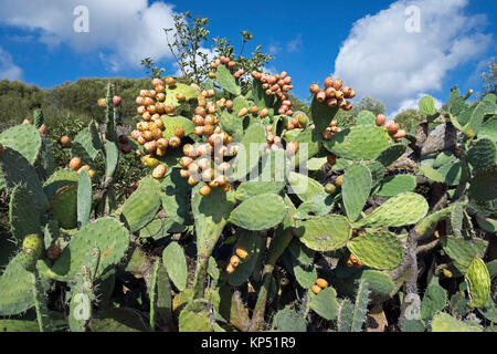 Feigenkaktus (Opuntia ficus-indica), Olbia-Tempio, Gallura, Sardinien, Italien, Mittelmeer, Europa Stockfoto