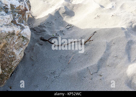 Vogel, Möwe Fuß druckt auf den Sand am Strand, Dublin, Irland Stockfoto