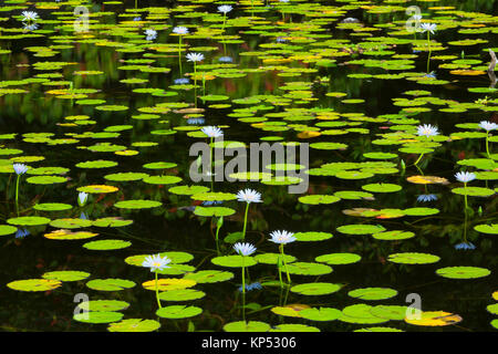 Seerosen blühen in einem Teich auf der grossen Insel von Hawaii. Stockfoto