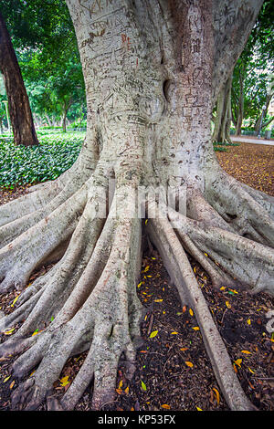 Im Hyde Park in Sydney, New South Wales Australien Stockfoto