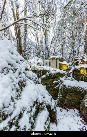 11 Dezember 2017, 16:00 Uhr: Winter Schnee den Boden Abdeckung an Puzzlewood im Wald. Sogar auf einen Film eingestellt, die Tiere noch füttern müssen. Stockfoto