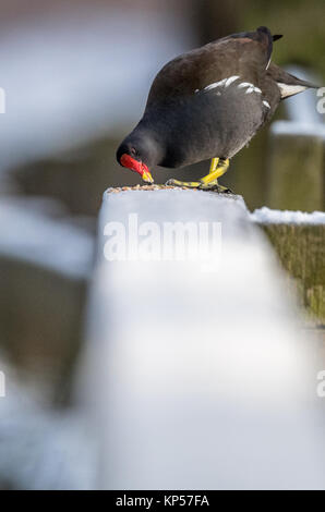 Nach Sumpfhuhn samen Essen auf einem schneebedeckten Holz- Schiene. Stockfoto