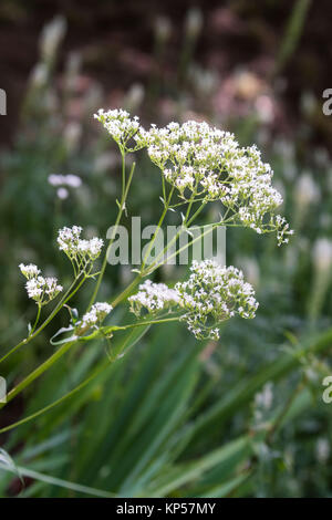 Baldrian (Valeriana officinalis). Stockfoto