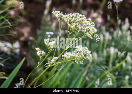 Baldrian (Valeriana officinalis). Stockfoto