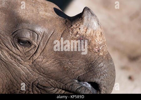 Auf Rhinozeroshorn in der Nähe Stockfoto