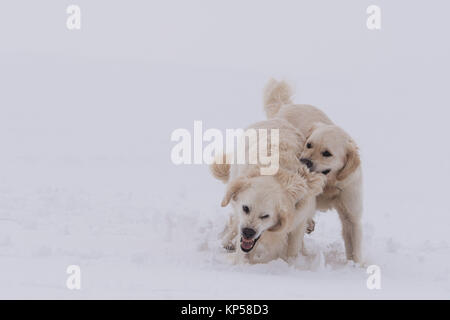 Zwei Golden Retriever spielen - Kampf im Schnee in Hertfordshire, England. Stockfoto