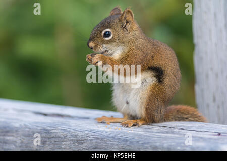 Closup geschossen von einem roten Suirrel Essen Stockfoto