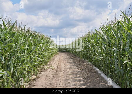 Kleine Straße durch ein Maisfeld mit Reihen von Mais auf jeder Seite Stockfoto