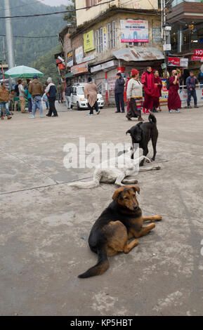 Gesunde Hunde entspannen in Mcleod Ganj, Himachal Pradesh, Indien Stockfoto