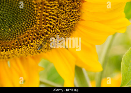 eine Biene Sonden herum auf eine große Sonnenblume Stockfoto