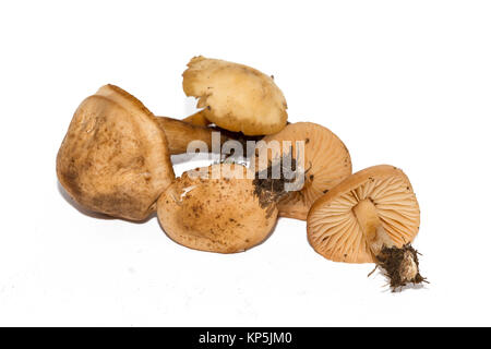 Marasmius oreades, der Scotch Bonnet, wird auch als die fairy ring Pilz oder fairy Ring champignon bekannt. Genießbare Pilz auf weißem Hintergrund. Stockfoto