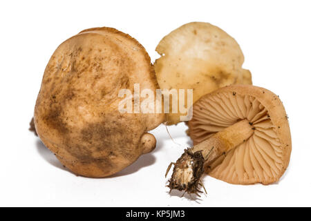 Marasmius oreades, der Scotch Bonnet, wird auch als die fairy ring Pilz oder fairy Ring champignon bekannt. Genießbare Pilz auf weißem Hintergrund. Stockfoto