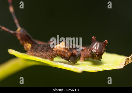 Puss Moth Larven (Cerura vinula) auf Aspen. Surrey, Großbritannien. Stockfoto