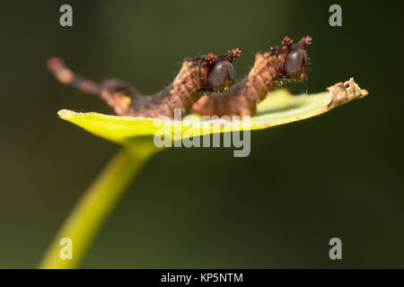 Puss Moth Larven (Cerura vinula) auf Aspen. Surrey, Großbritannien. Stockfoto