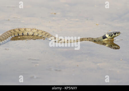 Ringelnatter (Natrix natrix) Kinder im flachen Süßwasser-See. Surrey, Großbritannien. Stockfoto