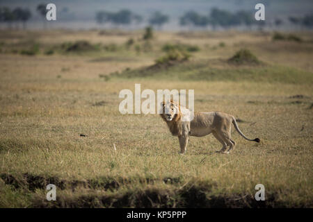 Eine dominierende männliche East African Masai Lion aus dem Sumpf Stolz Spaziergänge durch die Savanne in der Masai Mara National Reserve am 30. September 2015 in der Masai Mara, Kenia. (Foto von Stuart Preis/machen es Kenia über Planetpix) Stockfoto