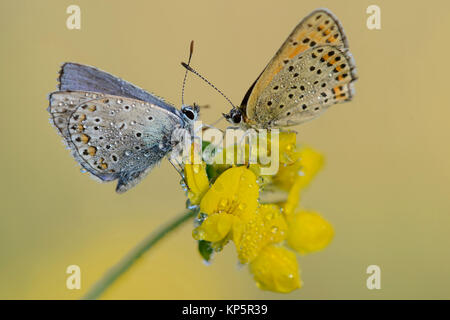Hauhechel-Blaeuling, gemeiner Blaeuling, Polyommatus Icarus, gemeinsame Blauer Schmetterling Stockfoto
