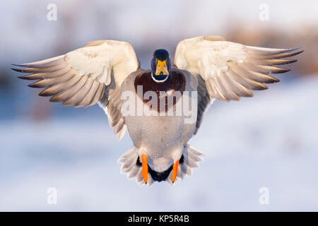 Im Flug, Stockente Stockente im Flug Stockfoto