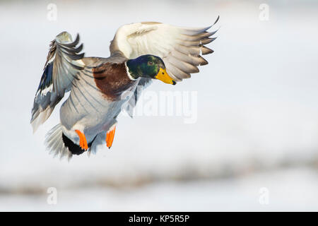 Fliegende stockente Stockente, im Flug Stockfoto