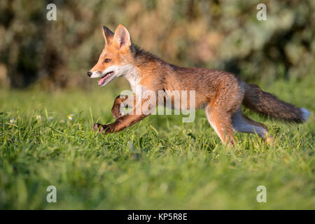 Rotfuchs, junge Red Fox läuft Stockfoto