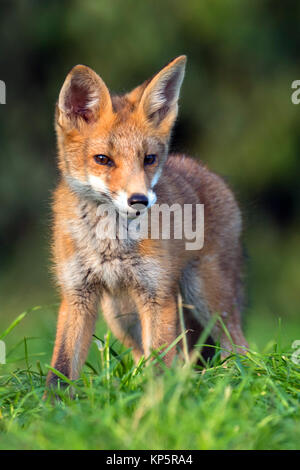 Junge rote Fuchs, Vulpes vulpes Stockfoto