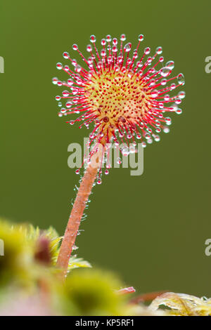 Rundblaettriger Sonnentau, Drosera rotundifolia, Rund-um-leaved Sonnentau Stockfoto