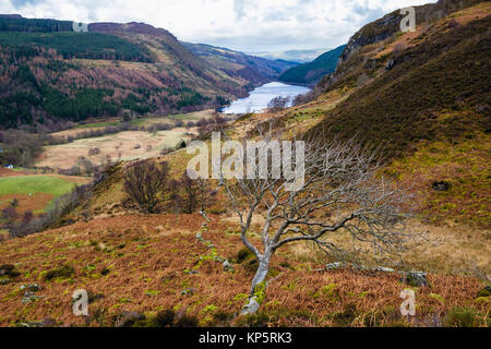 Einsamer Baum im Winter mit Llyn Crafnant im Tal hinaus in Snowdonia National Park Hills. Capel Curig, Conwy, Wales, Großbritannien, Großbritannien Stockfoto