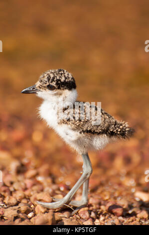 Kiebitz Küken See Stockfoto