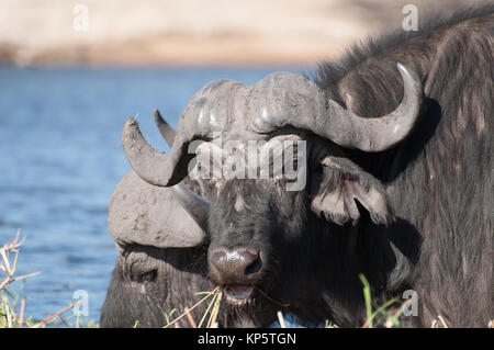 Büffel Weiden auf Sidudu Island Stockfoto