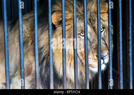 Lonely wilde Katze Löwe im Käfig zoo Stockfoto