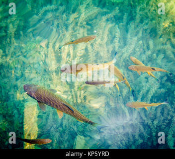 Fische schwimmen im klaren Wasser im Nationalpark Plitvicer Seen Stockfoto