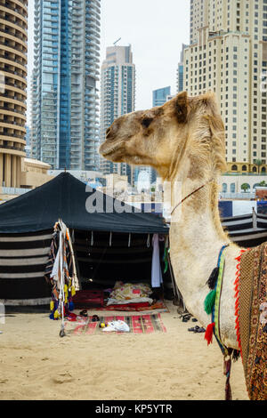 Kamel am Strand von Jumeirah Beach Residence in Dubai Stockfoto
