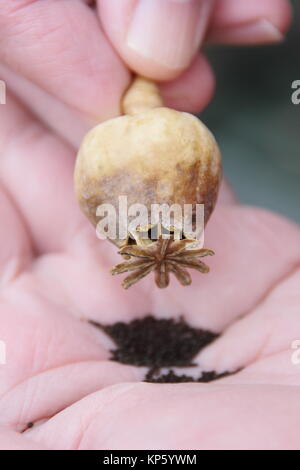 Mohn sind durch Schütteln des getrockneten Samen Kopf eines ornamentalen Schlafmohn (Papaver somniferum) in der Hand eines männlichen Gärtner gesammelt, Großbritannien Stockfoto