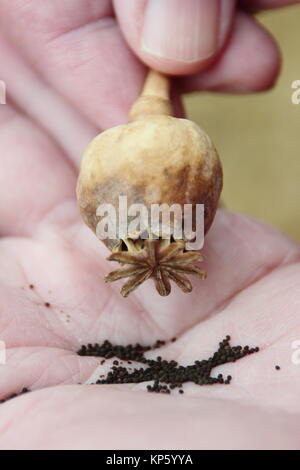 Mohn sind durch Schütteln des getrockneten Samen Kopf eines ornamentalen Schlafmohn (Papaver somniferum) in der Hand eines männlichen Gärtner gesammelt, Großbritannien Stockfoto