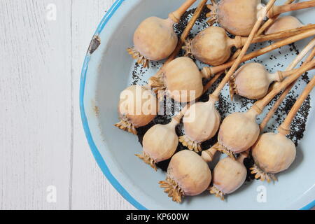 Sammeln von Samen aus den getrockneten Samen Köpfe von zierpflanzen Schlafmohn (Papaver somniferum) in ein blau Emaille Teller, Großbritannien Stockfoto