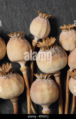 Mohnsamen. Samenköpfe von Papaver somniferum auf schwarzem Schiefergrund Stockfoto