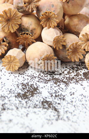 Getrocknete samen Köpfen und verschütteter Samen von zierpflanzen Schlafmohn (Papaver somniferum), von einem Englischen gardeen geerntet, Großbritannien Stockfoto