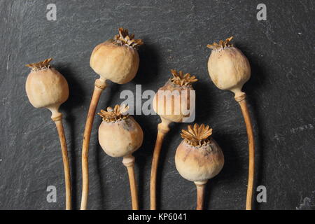 Getrocknete samen Köpfe von zierpflanzen Schlafmohn (Papaver somniferum), aus einem Englischen Garten geerntet, auf dunklem Schiefer Hintergrund angezeigt, Großbritannien Stockfoto