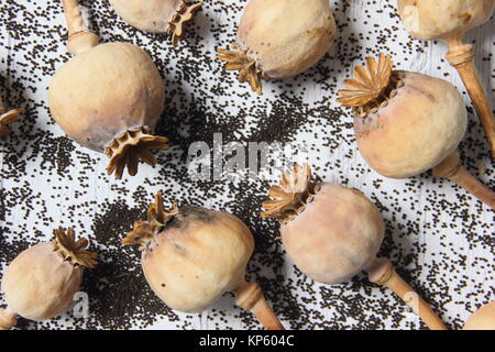 Getrocknete samen Köpfen und verschütteter Samen von zierpflanzen Schlafmohn (Papaver somniferum), von einem Englischen gardeen geerntet, Großbritannien Stockfoto