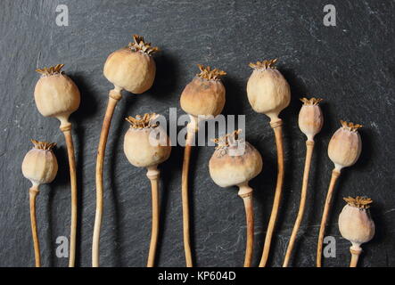 Mohnköpfe. Dreide Sämeköpfe von Papaver somniferum auf Schieferhintergrund. VEREINIGTES KÖNIGREICH Stockfoto