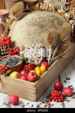 Bird Buffet Bestandteile einschließlich Holzäpfel, Sonnenblumenkerne, Karde, holzbär Beeren und eine suet Kuchen in einem Holz- Fach gesammelt Stockfoto