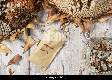 Ernte und Lagerung von Sonnenblumen (Helianthus annuus 'russische Riese"), einige für Vogel foodso, mich für die Pflanzung in einen Englischen Garten, Großbritannien Stockfoto