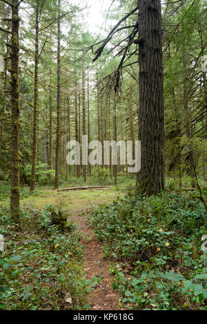 Wald Trail bewaldeten Gebiet Oxbow Regional Park Oregon Stockfoto